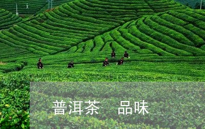 普洱茶 品味/2023042844298